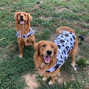 Meet your Posher, Penny